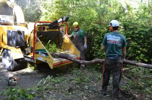 tree services Cuthbert